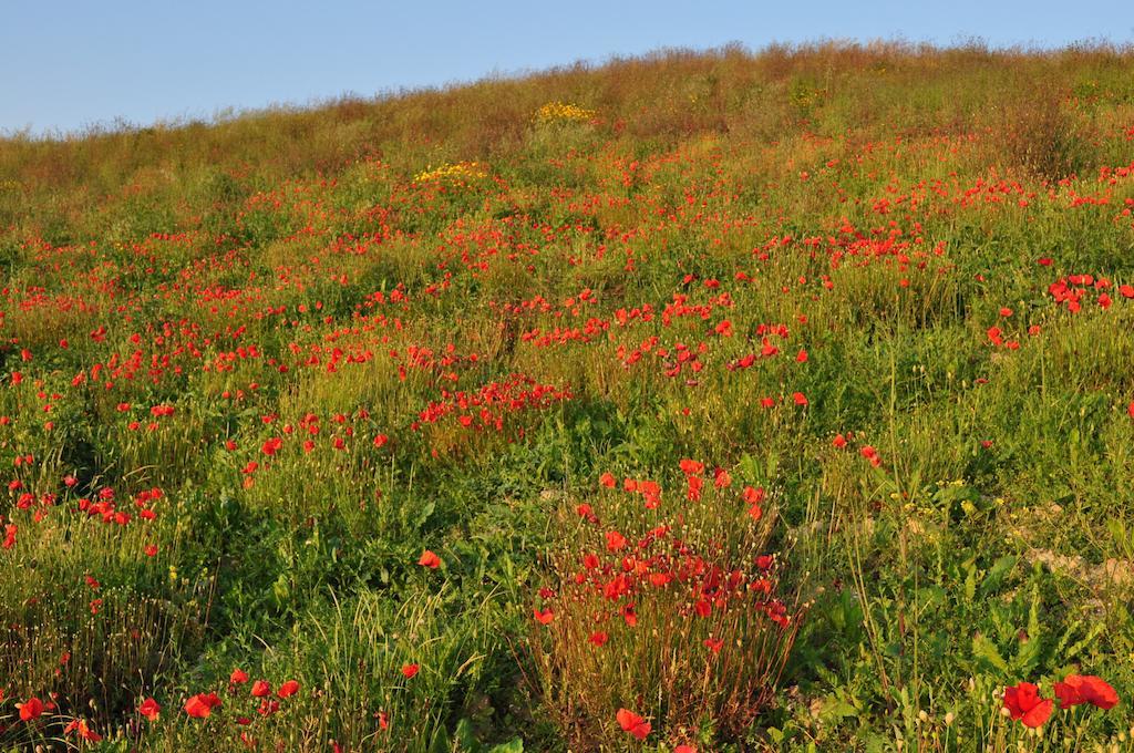 Vila Agriturismo Il Torrione Certaldo Exteriér fotografie